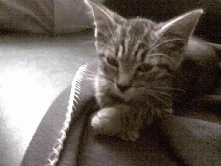 Blanding af racer Sushie patulny hovmand  - Sushie som killing  billede 7