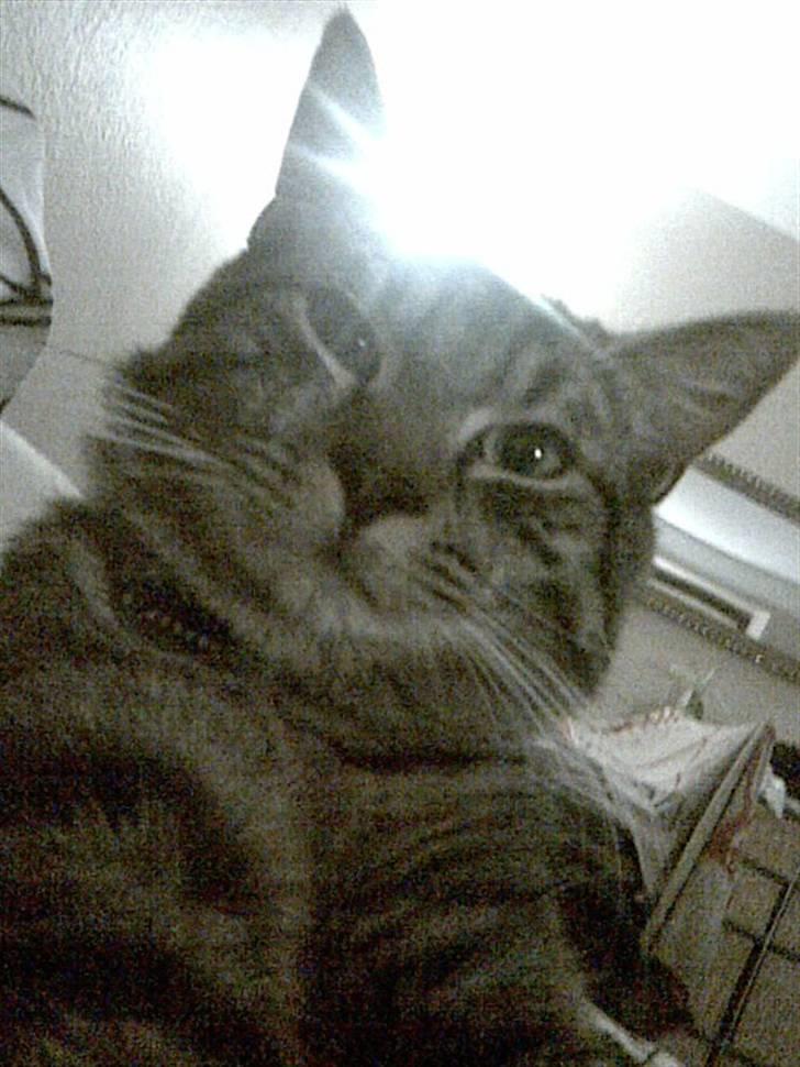 Blanding af racer Sushie patulny hovmand  - goodaa billede 8