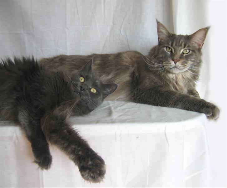 Maine Coon PR Pitho Enigma billede 4