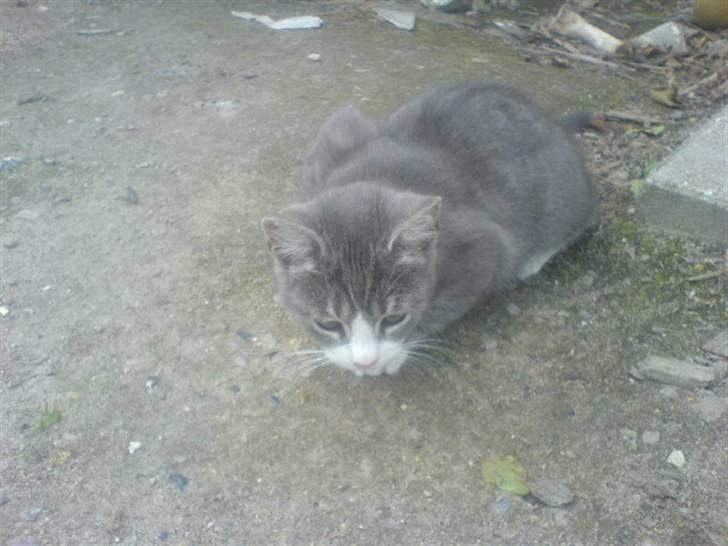 Huskat Toddi billede 8