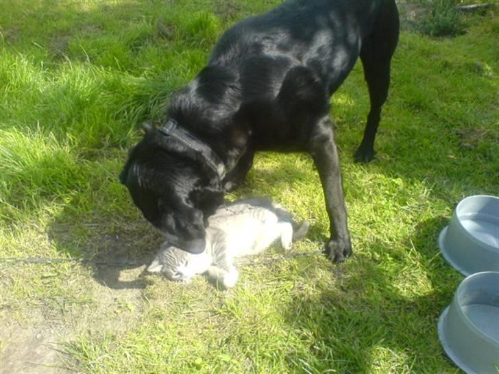 Huskat Toddi billede 9