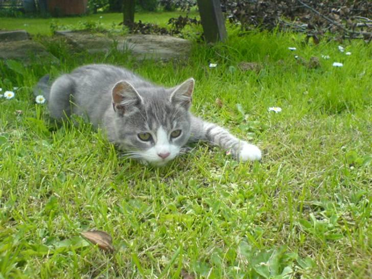 Huskat Toddi billede 10