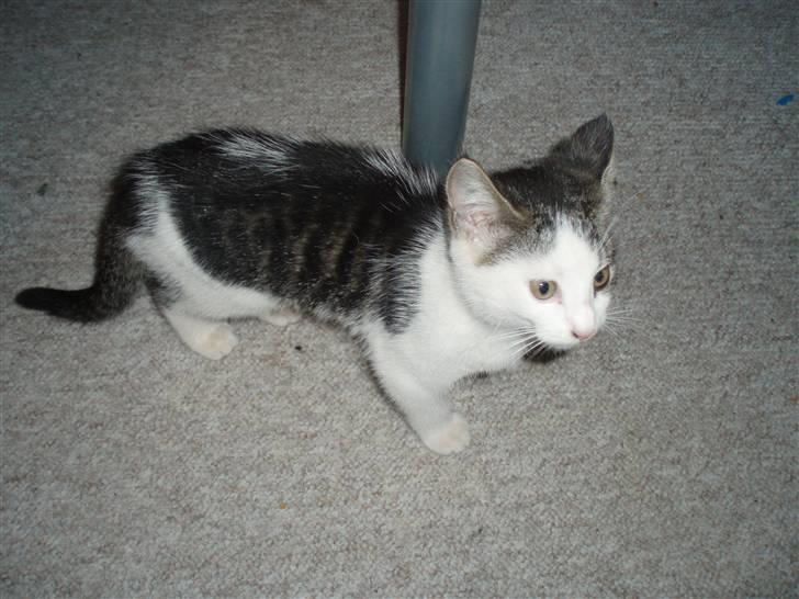 Huskat Gnu  ´død´ billede 2