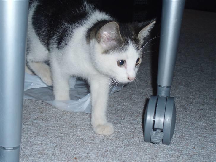 Huskat Gnu  ´død´ billede 3