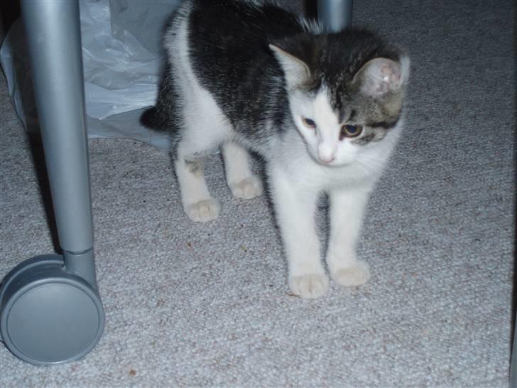 Huskat Gnu  ´død´ billede 4