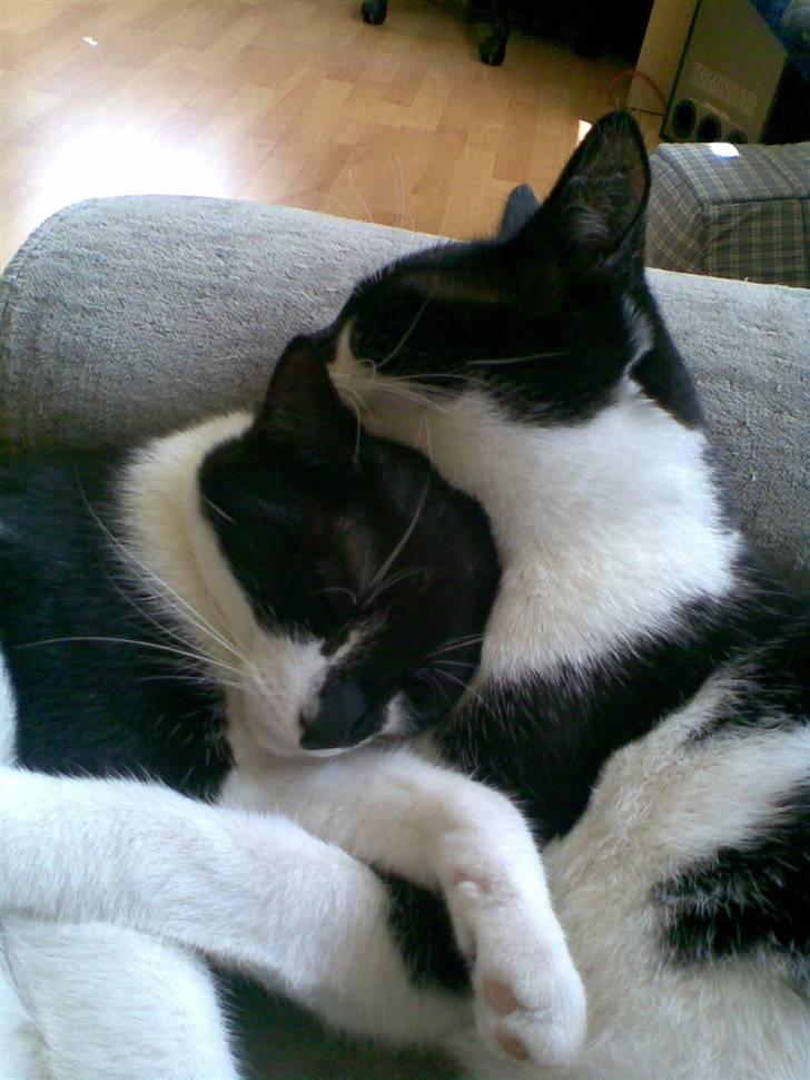 Huskat Yang billede 8