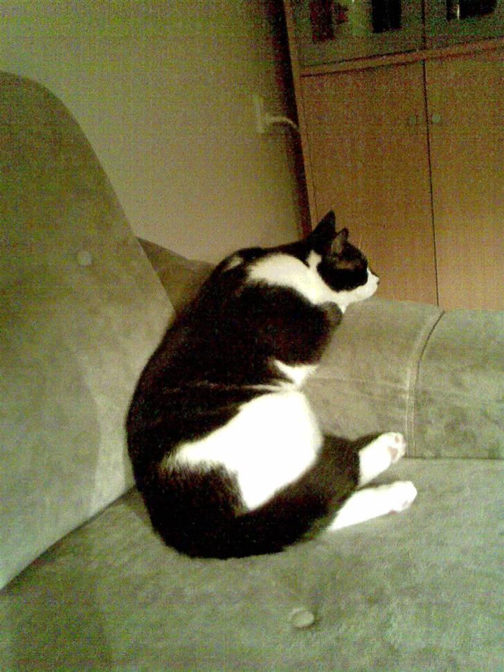 Huskat Yang billede 9