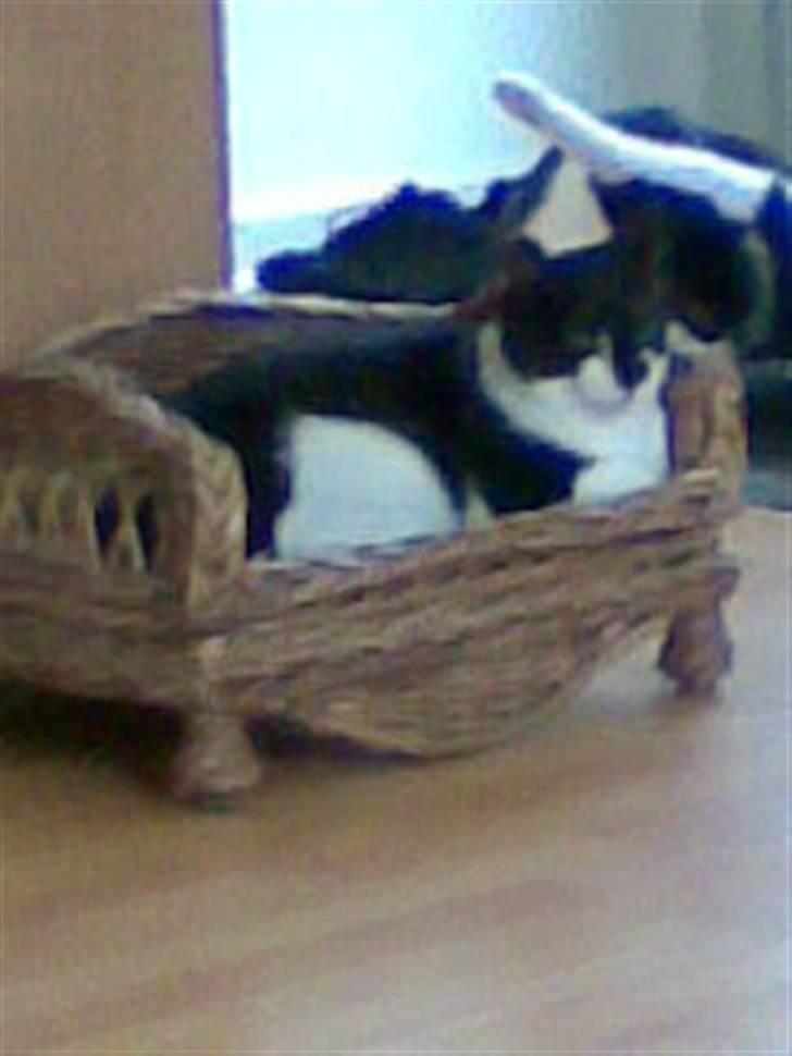 Huskat Yang billede 10