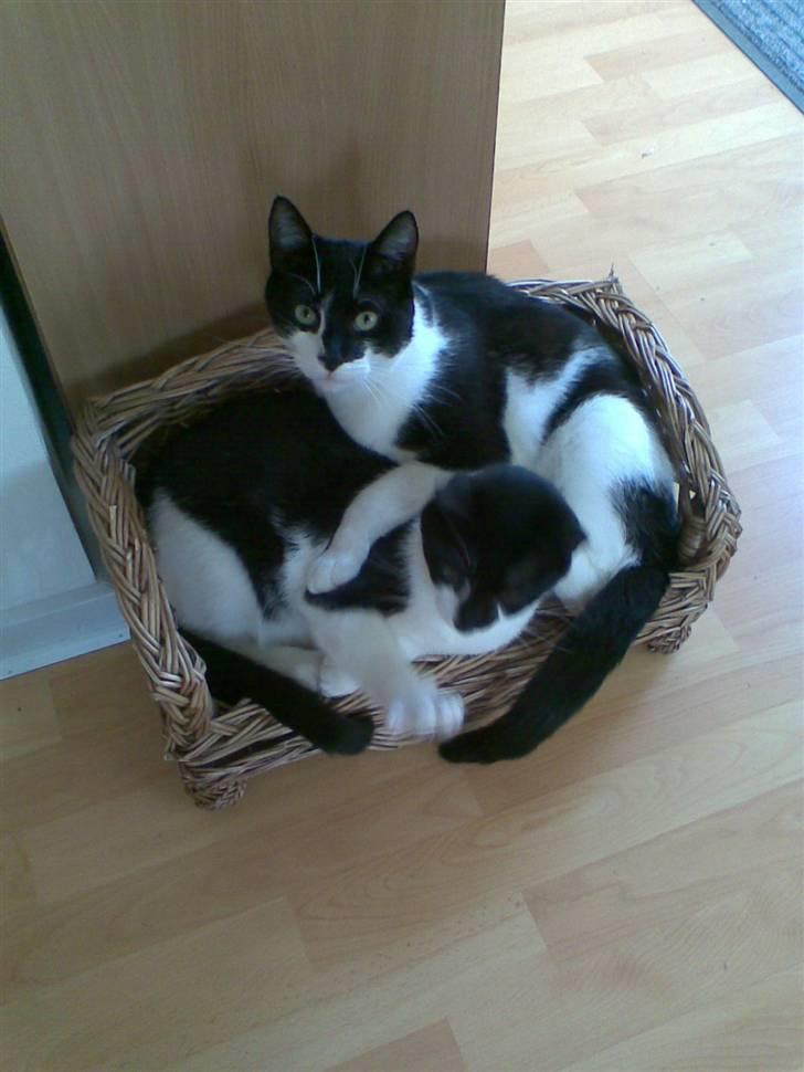 Huskat Yang billede 11