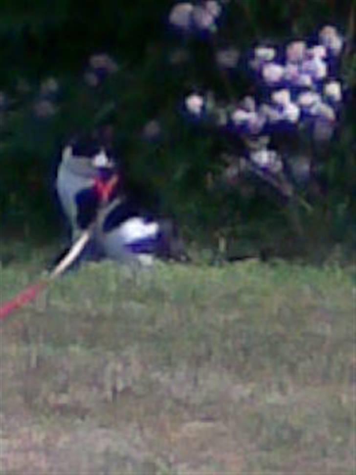 Huskat Yang billede 12