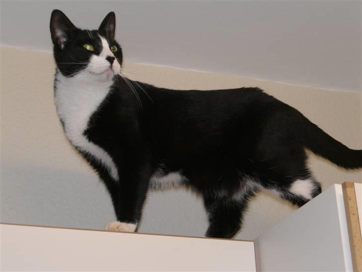 Huskat Freya - "I´m the King of the world"... eller i hvert fald af køkkenskabet;-) billede 1