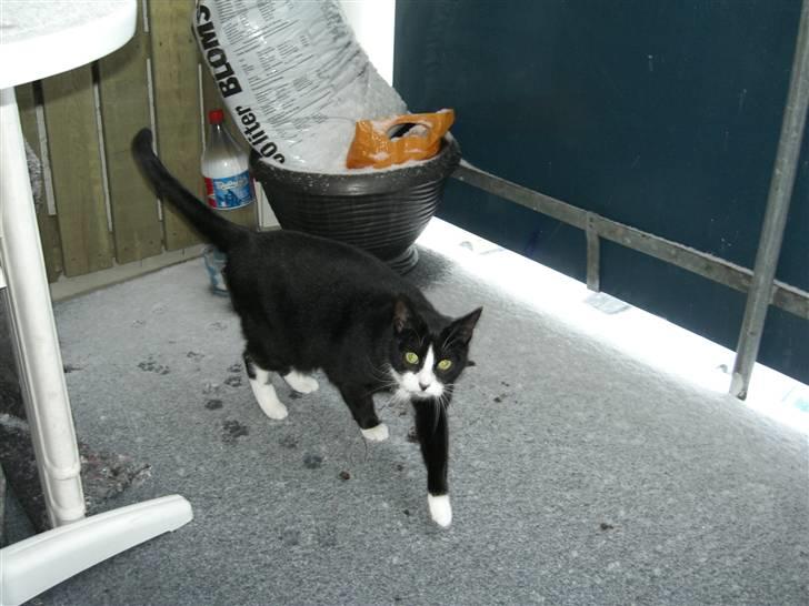 Huskat Freya - Skulle lige ud på altanen for at se hvad det der sne er for noget.. kom dog hurtig retur igen, puha, det var jo vådt og koldt;-) billede 2