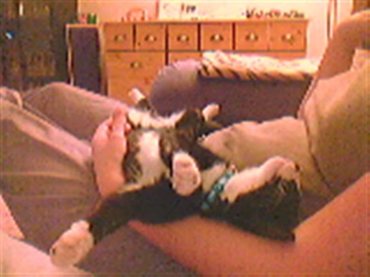 Huskat Freya - Så kæl dog med mig!! billede 3