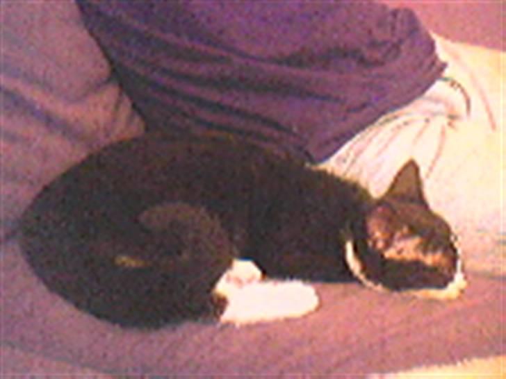 Huskat Freya billede 4