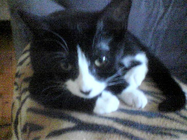 Huskat Freya billede 5