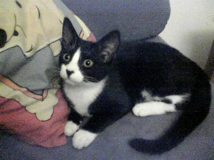 Huskat Freya billede 6