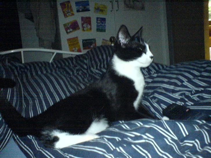 Huskat Freya billede 7