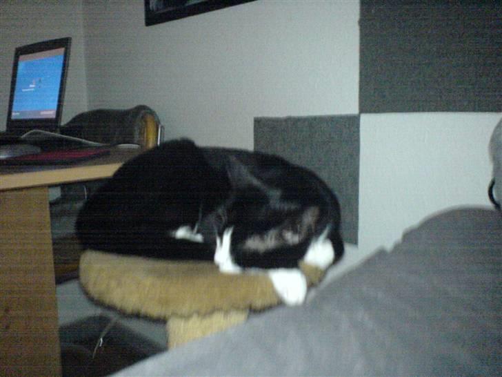 Huskat Freya billede 8