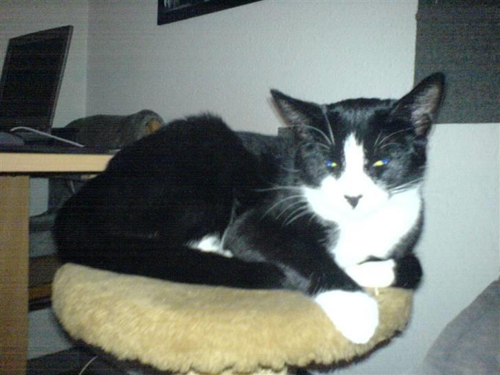 Huskat Freya billede 9