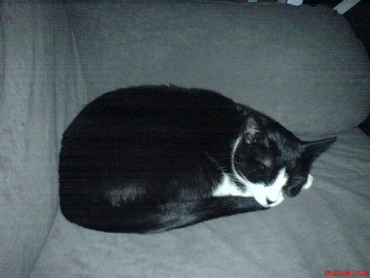 Huskat Freya billede 10