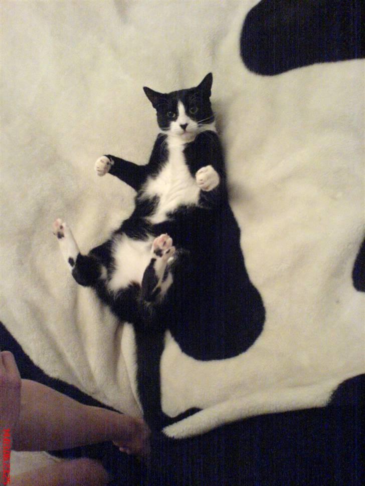 Huskat Freya billede 11