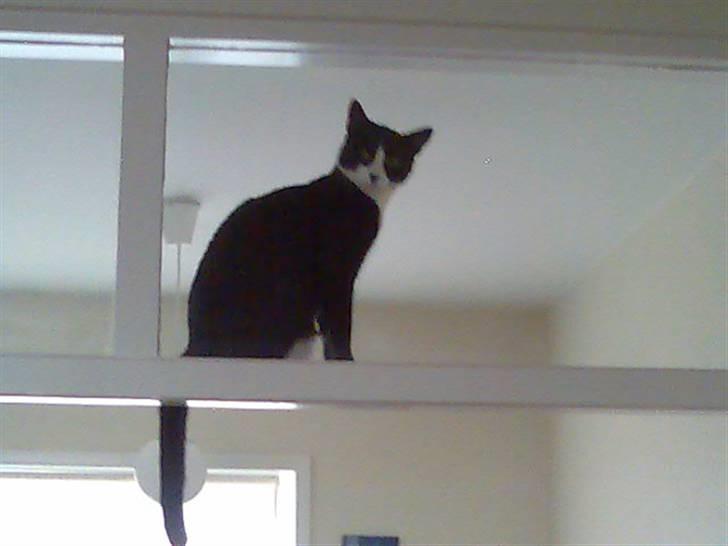 Huskat Freya billede 12