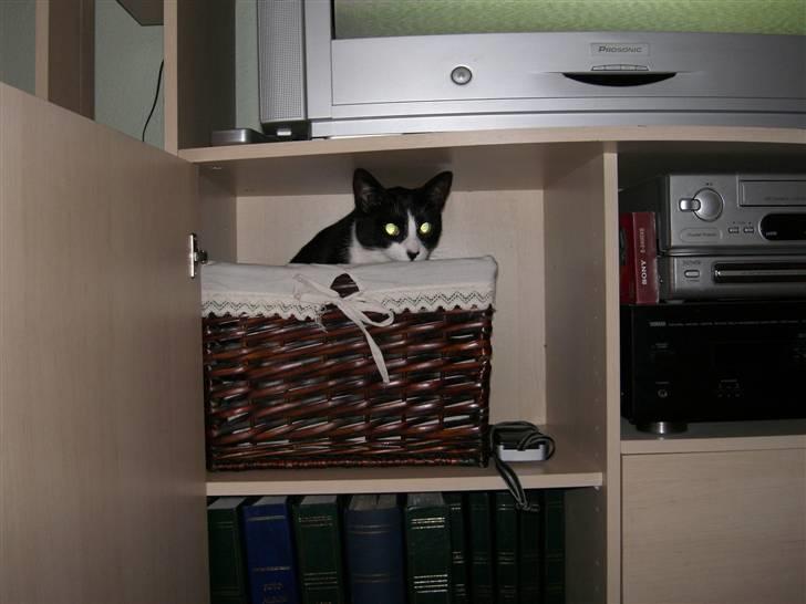 Huskat Freya billede 13