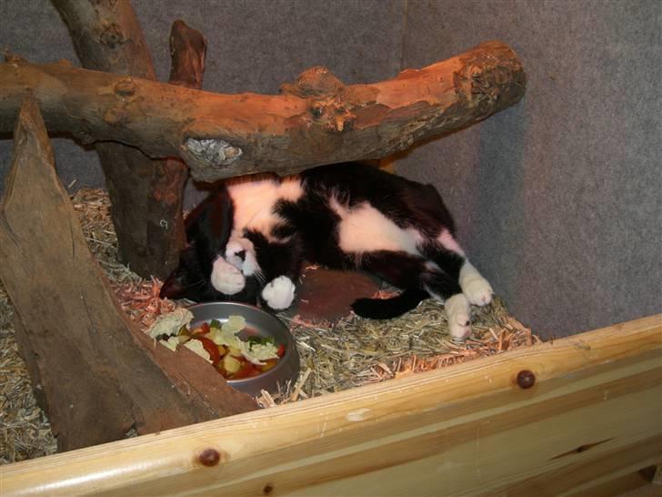 Huskat Freya billede 14