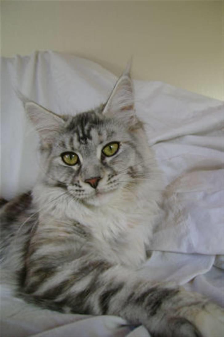 Maine Coon Aquileia P - Her er jeg 7 måneder,,, billede 1