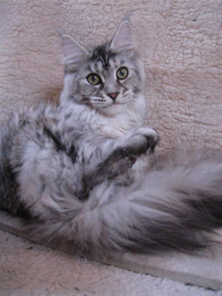 Maine Coon Aquileia P - fylder snart 10 mdr. og vejer 4,3 kg. billede 3