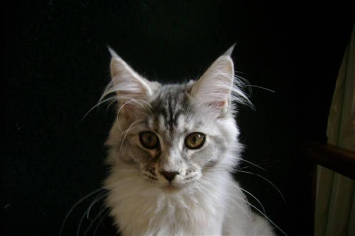 Maine Coon Aquileia P billede 4