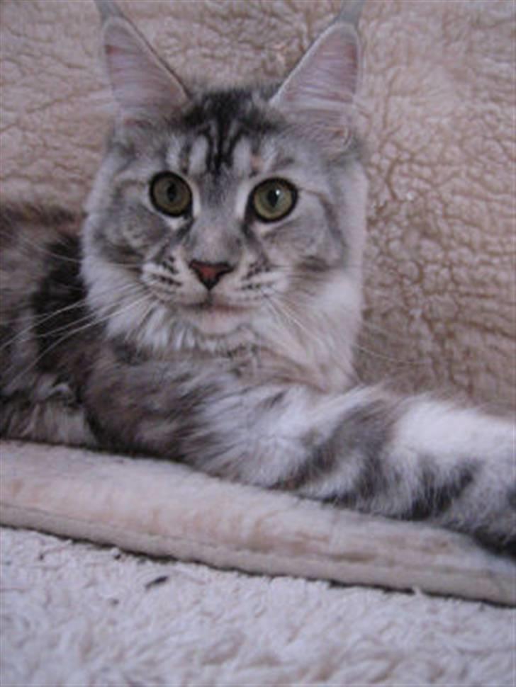 Maine Coon Aquileia P - Her er jeg....billede fra d. 5 jan. billede 5