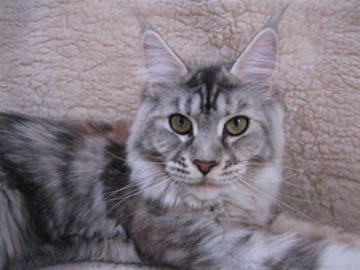 Maine Coon Aquileia P - 10 mdr. d. 10 januar.....uha...jeg bliver da mere og mere lækker :-) billede 6