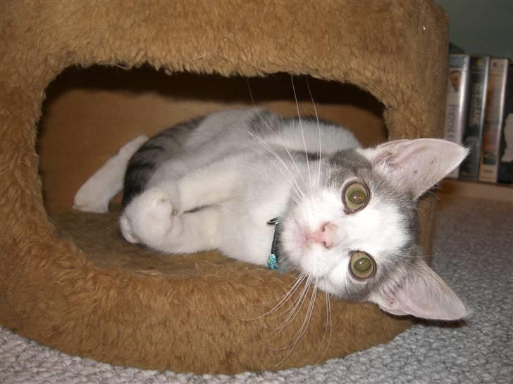 Huskat Laban billede 1