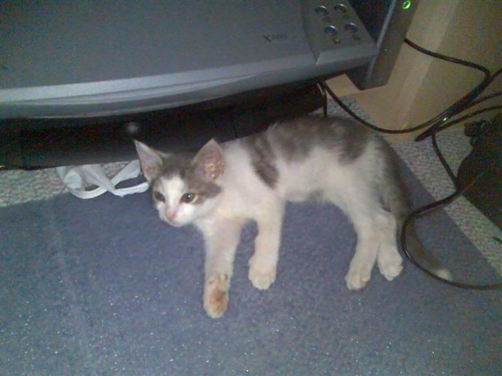 Huskat Laban billede 2