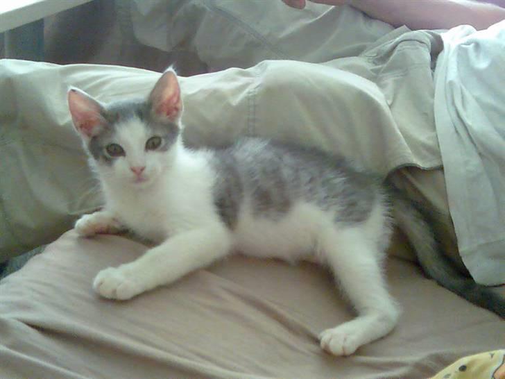 Huskat Laban billede 3