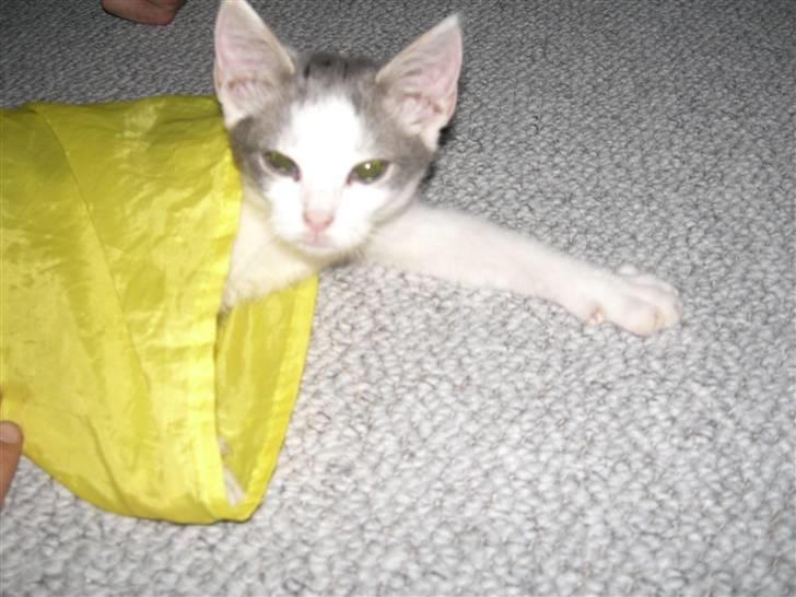 Huskat Laban billede 4