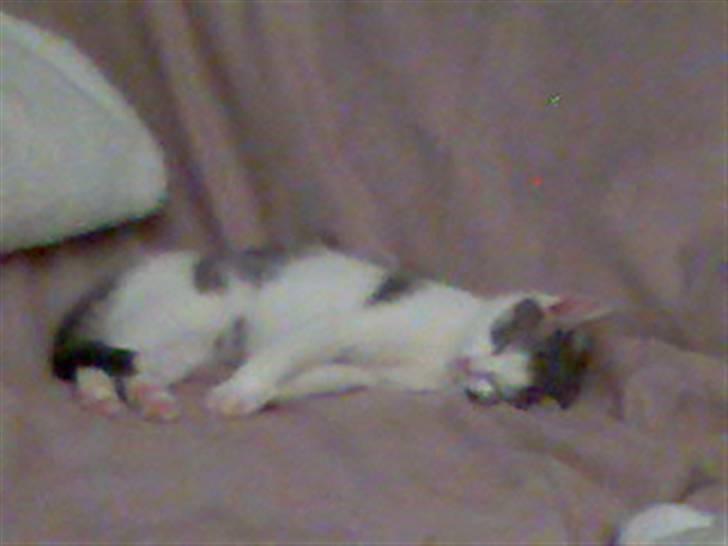 Huskat Laban billede 5