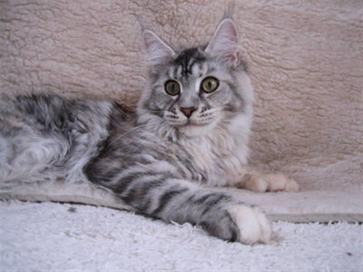 Maine Coon Aquileia P - Snart en stor pige, fylder 10 mdr. d. 10 jan. billede 7