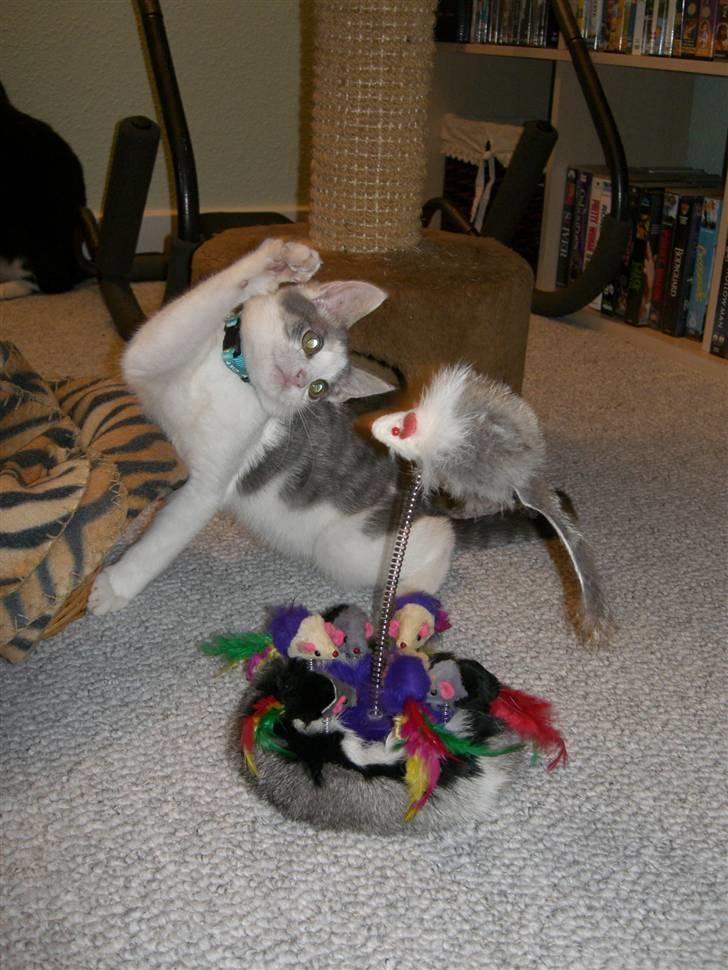 Huskat Laban billede 6