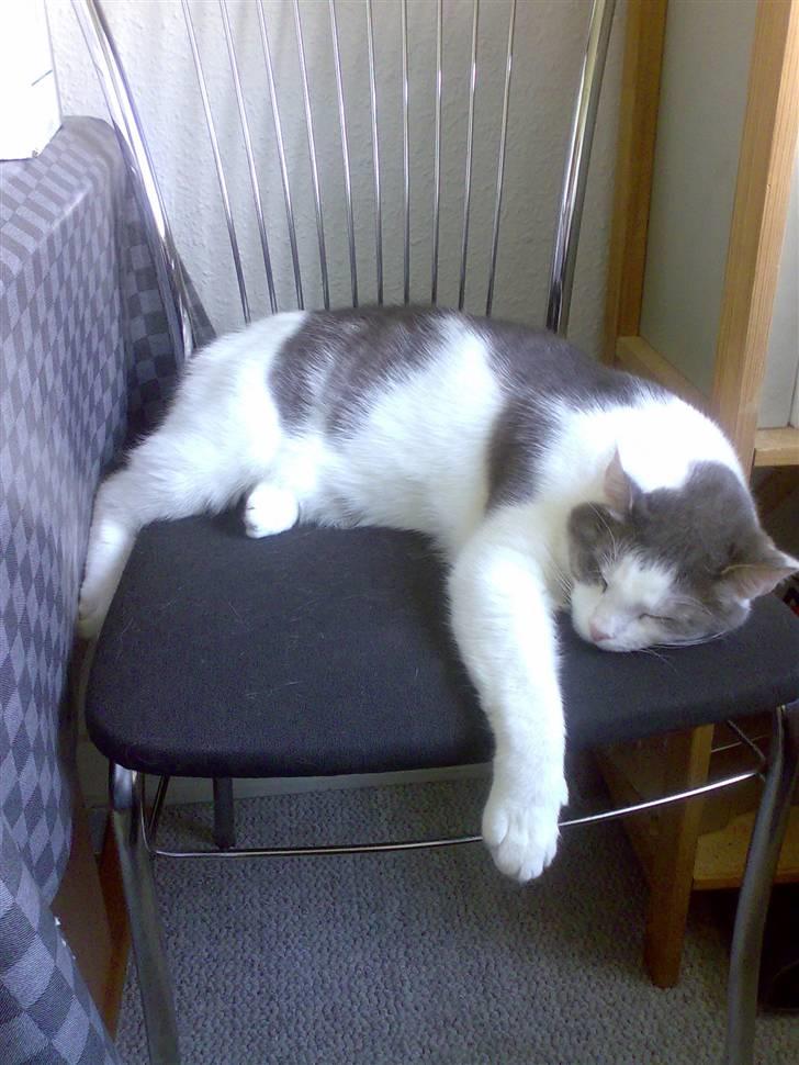 Huskat Laban billede 7