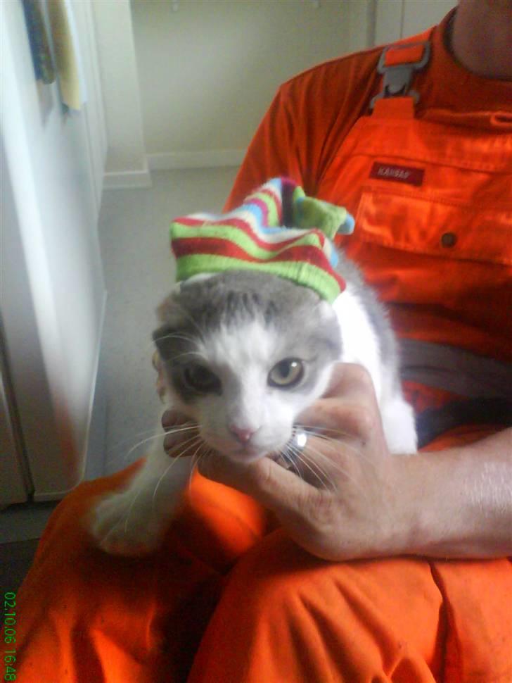 Huskat Laban billede 8