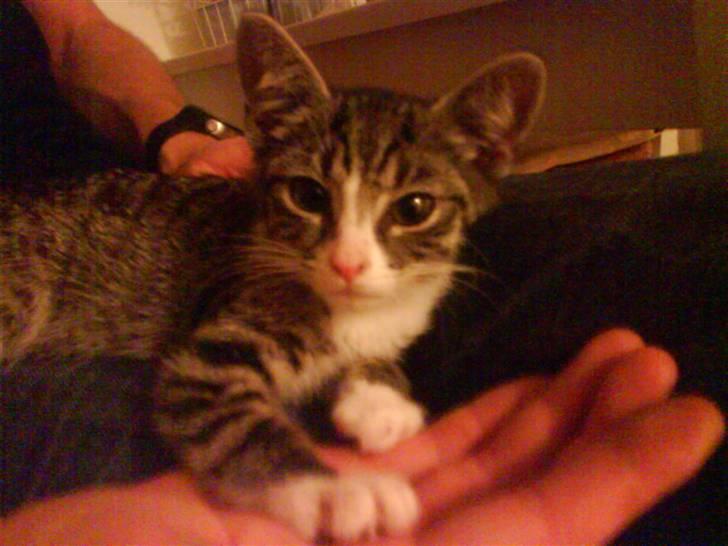 Huskat magnus - bare mig... og se hvor stor forskel der er på min og fars hånd.. håber også min bliver så stor en dag:-) billede 1