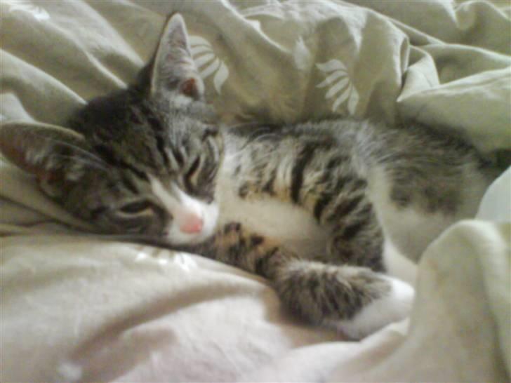 Huskat magnus - mig der tager en lur på fars dyne, faldt i søvn her da jeg ventede på at han kom hjem.. billede 2