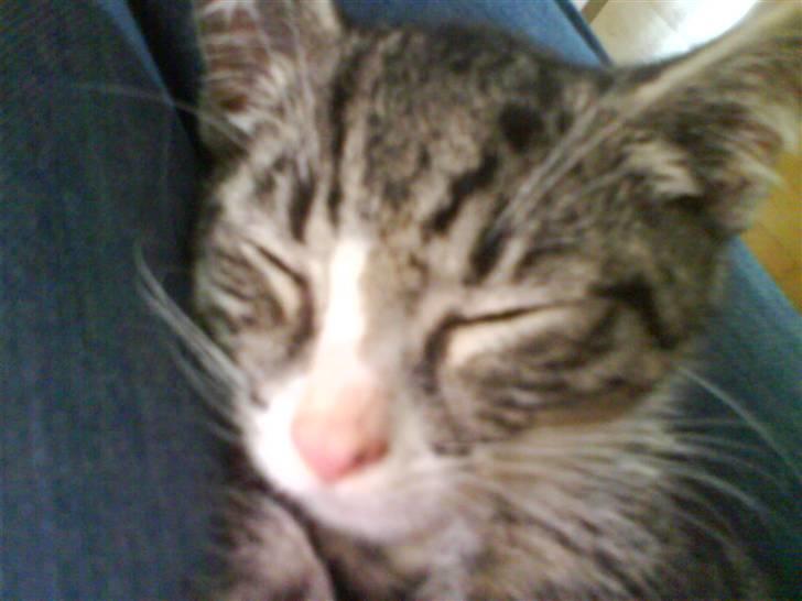 Huskat magnus - endnu et billed af mig der tager en lur..  billede 3