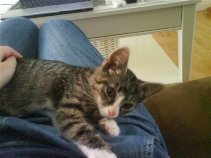 Huskat magnus - kan du se hvor lille jeg er i forhold til min mors brede hofter :-) billede 4