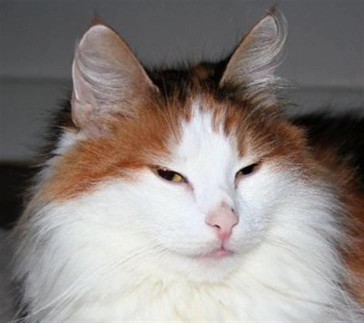 Norsk Skovkat  Carisma Cat's Beauty Que billede 1