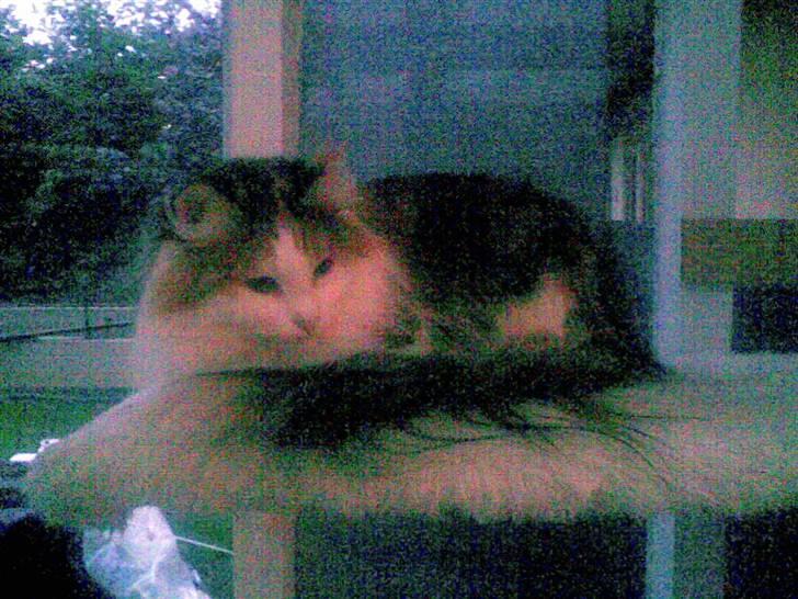 Norsk Skovkat  Carisma Cat's Beauty Que billede 2