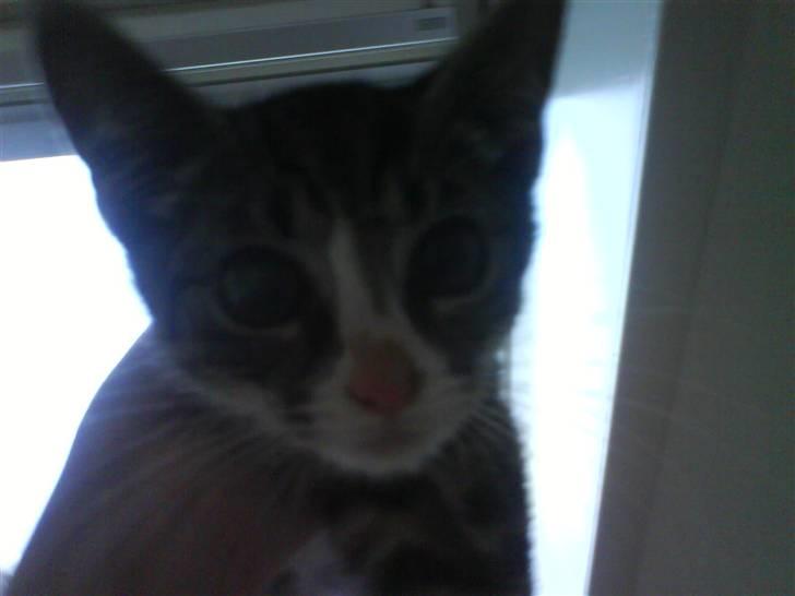 Huskat magnus - tit tit hej med dig... billede 5