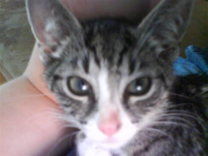 Huskat magnus - se hvor fin jeg er... billede 6